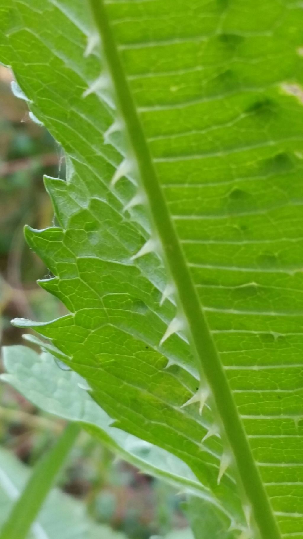 Dipsacus fullonum (Dipsacales - Caprifoliaceae)